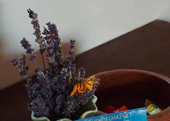 Hollofeszek Vendeghaz *